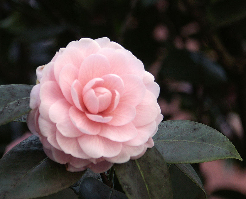 Camellia — Wikipédia