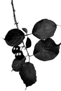 <i>Prunus nigra</i> Species of tree