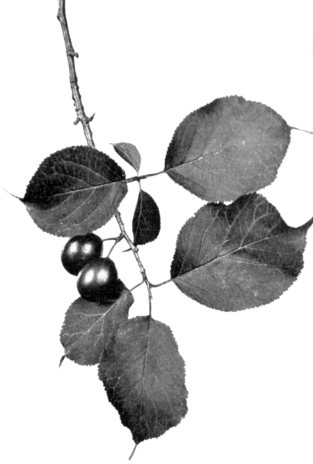 Prunus nigra