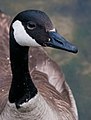 Canada goose Profile Close-up ABDS-GS-CG-6.jpg