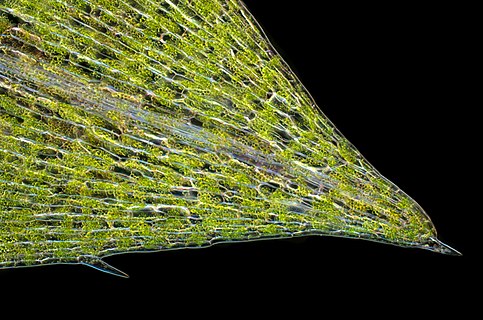 Close up image of the leaf tip of of Elodea canadensis