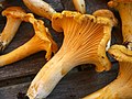 Thumbnail for Cantharellus formosus