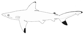 <span class="mw-page-title-main">Pondicherry shark</span> Species of shark