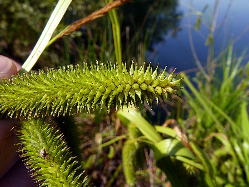 File:Carex pseudocyperus inflorescens (14).jpg