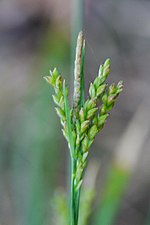 Thumbnail for Carex tristachya