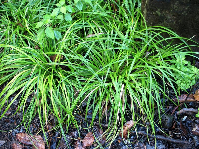 File:Carex wahuensis subsp. wahuensis (5187970610).jpg