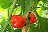 Caribbean Red Pepper.jpg