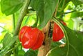 Caribbean Red Pepper.jpg