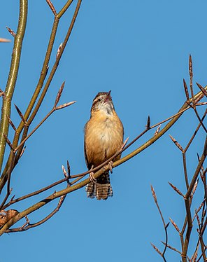 Carolina wren singing in Brooklyn Botanic Garden