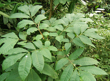 Foliage of Carya cordiformis (bitternut hickory)