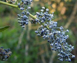 <i>Ceanothus leucodermis</i> Species of flowering plant