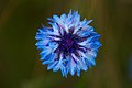 Centaurea cyanus