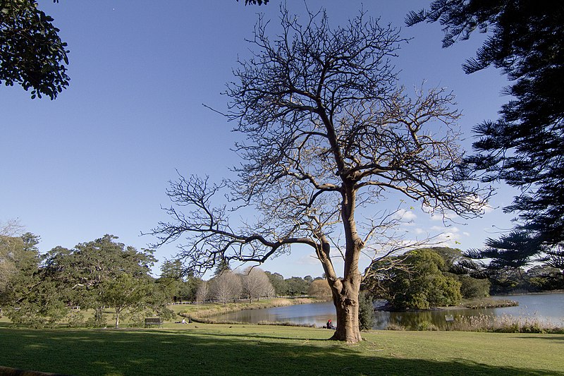 File:Centennial Park NSW 2021, Australia - panoramio (8).jpg