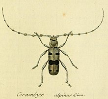 Cerambix alpinus - Fauna Insectorum Germanicae - 1796-1813.jpg