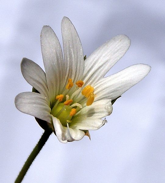 File:Cerastium arvense20090511 057.jpg