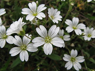 <i>Cerastium</i> Genus of flowering plants in the pink family Caryophyllaceae