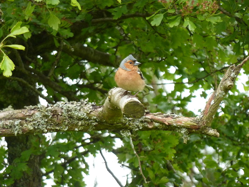 File:Chaffinch (6823304225).jpg