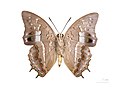 Museum specimen ♂ △ - Ventral side