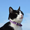 * Nomination Cat (Felis silvestris catus) with a necklace, portrait, France. --JLPC 17:29, 11 April 2014 (UTC) * Promotion  Support good. --A.Savin 17:40, 11 April 2014 (UTC)
