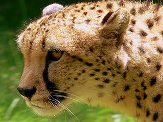 File:Cheetah Guepard (1223948937).jpg - Wiktionary