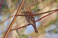 Tkadlec kaštanový (Ploceus rubiginosus) female.jpg