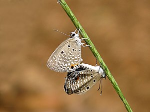 Chilades pandava (Plains Cupid), mating pair