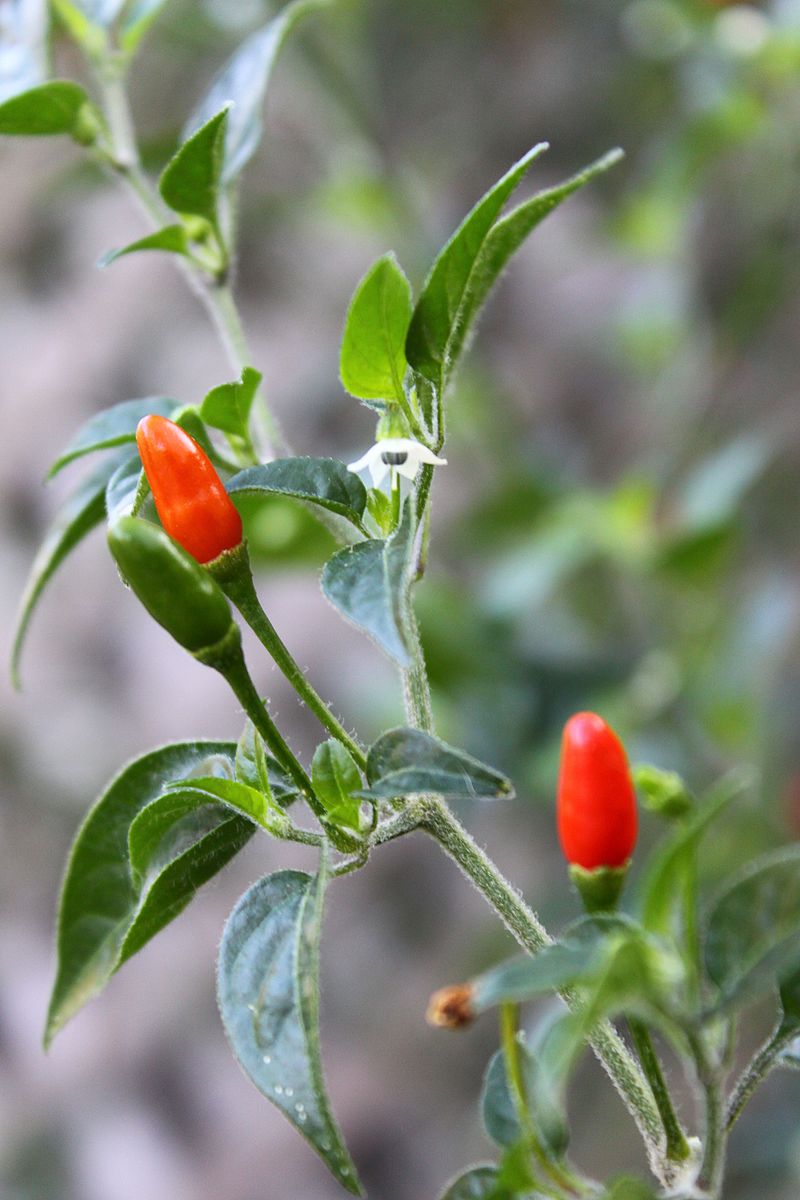 Chile pequin fruit and flower closeup.jpg