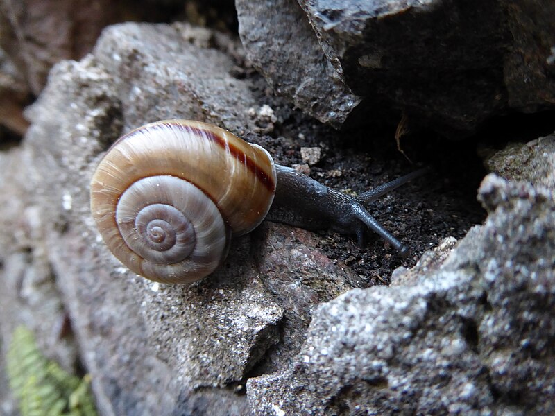 File:Chilostoma cingulatum Piazzo 04.jpg