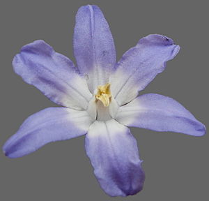 Scilla Sect. Chionodoxa