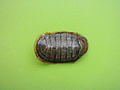 Chiton (Chiton) marmoratus