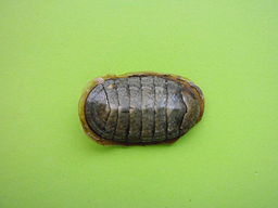 Chiton (Chiton) marmoratus Gmelin, 1791 2013 002