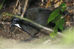 Spaldinga ortoniko Orthonyx spaldingii