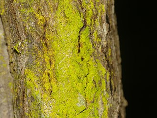 <i>Chrysothrix xanthina</i> Species of lichen