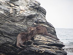 Two marine otters socializing.