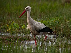 Baltasis gandras (Ciconia ciconia)