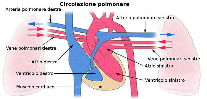 Piccola circolazione