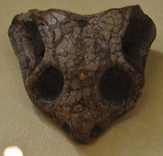 <i>Cistecephalus</i> genus of mammals (fossil)