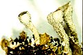 Cladonia carneola-2.jpg