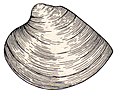 Clam (PSF).jpg (bad)