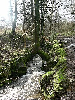 Cliffe Woods - geograph.org.uk - 348353