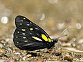 82 Close Wing mud-puddling position of Delias berinda (Moore, 1872) – Dark Jezebel uploaded by Atanu Bose Photography, nominated by Bodhisattwa,  15,  0,  0