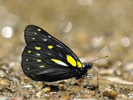 ไฟล์:Close Wing mud-puddling position of Delias berinda (Moore, 1872) – Dark Jezebel.jpg