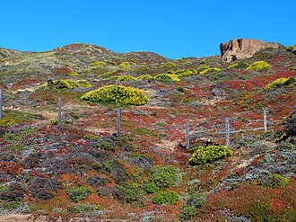 Coastal sage scrub, the habitat of the coastal California gnatcatcher Coastal Scrub - Flickr - S. Rae.jpg