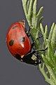 Coccinella septempunctata