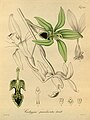 Coelogyne pandurata plate 121 in: H. G. Reichenbach: Xenia orchidacea - vol. 2 (1874)