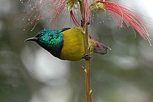 Sunbirds, such as this collared sunbird (Hedydipna collaris), are often brightly coloured. Collaredsunbird.jpg