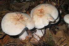 Rhodocollybia maculata Collybia maculata1.jpg