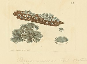 Gekleurde figuren van Engelse schimmels of champignons - t.  64.jpg
