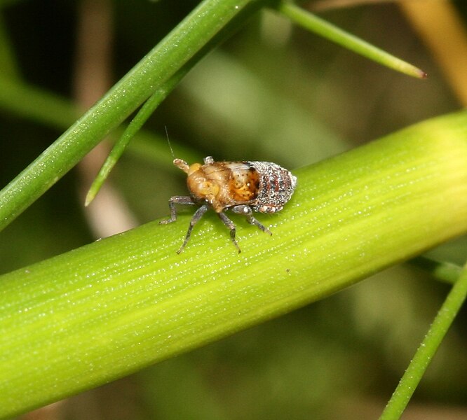 File:Conomelus anceps - Flickr - S. Rae (4).jpg