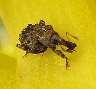 Conotrachelus nenuphar on forsythia flower Conotrachelus nenuphar.jpg